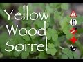 Yellow Wood Sorrel: Edible, Medicinal, Cautions & Other Uses Yellow Wood Sorrel: Edible, Medicinal, Cautions & Other Uses