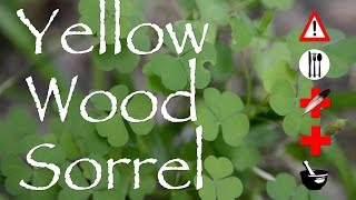 Yellow Wood Sorrel: Edible, Medicinal, Cautions & Other Uses