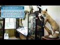 Музеи факультета ветеринарной медицины ОмГАУ | Видеоэкскурсия (2020)