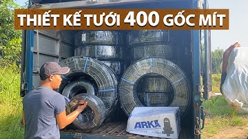 Lắp Đặt Hệ Thống Tưới Phun Mưa Cho Cây Mít Thái | Nguyễn Trung Green