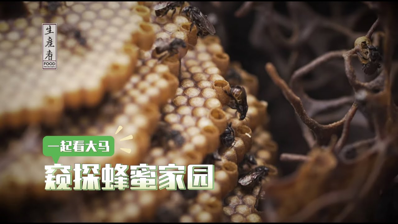 【生产者 Food Producers S1】马来西亚归国者打造蜜的蜂蜜家园