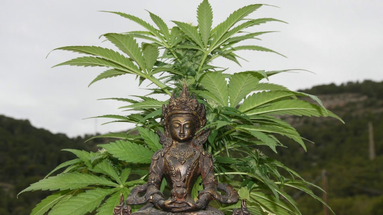 SEGUIMIENTO COMPLETO NORTHEN LIGHTS AUTO CON BAJO CONSUMO, SEMILLA A GRANEL DE LASEMILLABARATA.COM