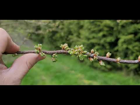 Video: Persblaarsand Kersiesorg - Wanneer om Pruimblaarsandkersies te snoei