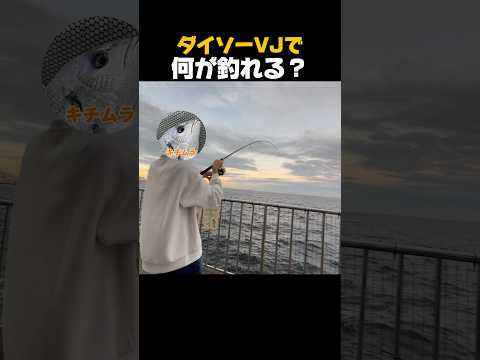 What Can You Catch With Daiso VJ Shorts Daisovj