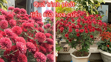 Chia sẻ cách chăm sóc cho Cúc cổ Sơn La từ khi trồng đến khi nở hoa rực rỡ (hoa nở đẹp nhất ở cuối)