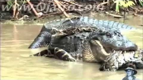 Python vs Alligator