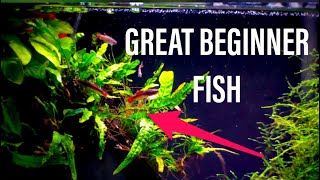 Great Beginner Fish - White Cloud Mountain Minnow!