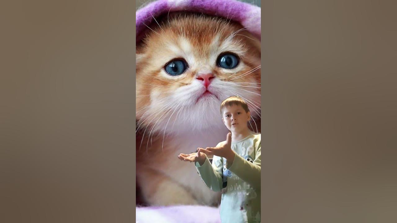 милі котики - YouTube
