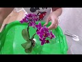 Потрошим корешки мини орхидее, купленной 04.07.2020г