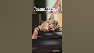 I’m not lazy… I’m on energy-saving mode ⚡😂”#FunnyShorts #RelatableHumor #HeeHeeStorm  #LazyLife