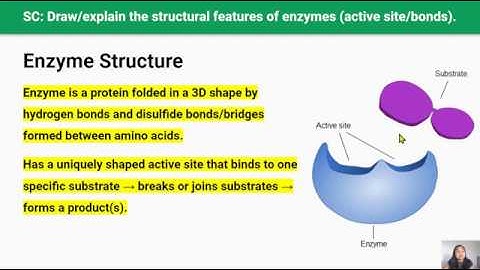 Enzymes (Video 4 in 2.4 Series)