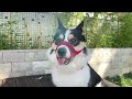 Comfort Meets Safety with Our Custom Dog Muzzle!