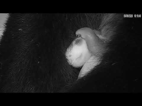 #PandaStory: Giant Panda Cub Yawn Sept. 9, 2020