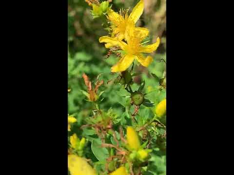 St John s Wort a prosztatitis kezelésében