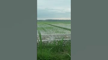 suasana persawahan desa wanamukti spe