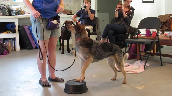 Service Dog Alerting to Handler to a Seizure