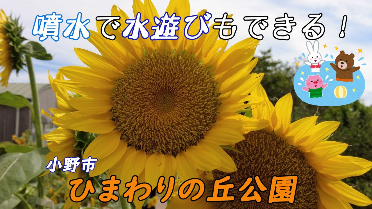 夏休みはひまわり畑に 水遊びも 小野市 ひまわりの丘公園 Youtube 夏休みはひまわり畑に 水遊びも 小野市 ひまわりの丘公園 Youtube