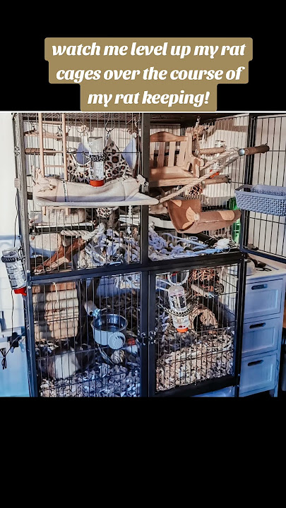 we all start somewhere! progress is most important #rat #petrat #fancyrats #ratcagesetup