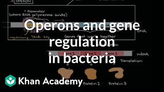 Operons and gene regulation in bacteria