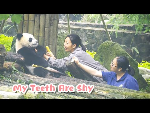 Video: Pet Scoop: Panda krijgt afgestoken tand vast, Paris Hilton betaalt $ 13.000 voor Tiny Dog
