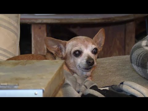 Anciano busca desesperadamente a su chihuahua "Paco"