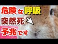 うさぎがこの呼吸の時に刺激するとショックを起こします【アドレナリンショック】