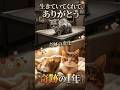 瀕死だった猫が1年で奇跡の変身。愛が起こした魔法 #感動猫動画 #保護猫 #猫の成長