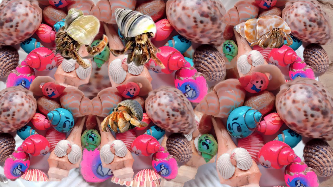 Amazing hermit crab, fish, milipedes and insects - YouTube