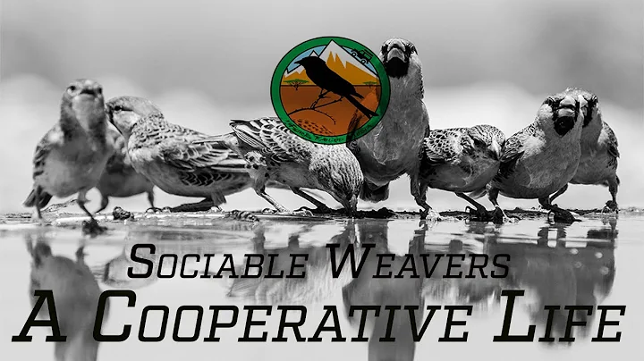Sociable Weavers - A Cooperative Life