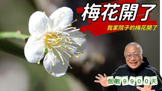 我家院子的梅花開了_梅傳春訊，雪兆豐年_人生倒計時9900天