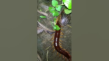 rết ăn sên và cái kết hú vía