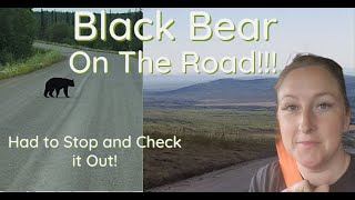 Encountering a Majestic Bear on the Haul Road: Driving a Semi to Prudhoe Bay, Alaska Resimi