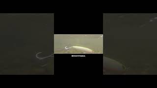 BALEINE(バレーヌ)125F ショート動画 #shorts