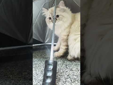 # #cat #funnyanimal #cute 🌨️🌨️🌨️