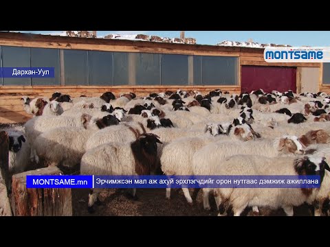 Видео: Техаст бэлчээрийн мал аж ахуйн зөвлөхүүдэд лиценз хэрэгтэй юу?