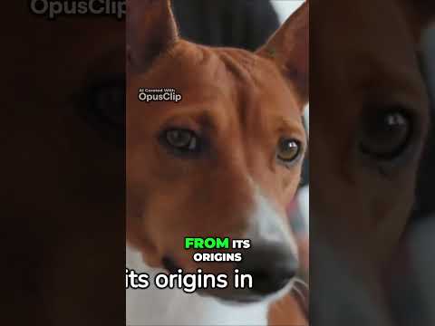 Unraveling the Basenji Dog Mystery