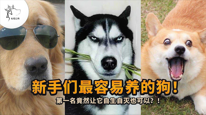 新手们最容易养的狗！最适合新手养的狗！ 第一名居然可以独立生活！         未视之狗 - 天天要闻