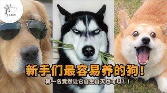 狗狗 Youtube