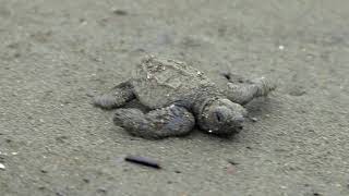 Turtle Arribada Nesting and Babies in Costa Rica by Vinny Zanrosso 30,254 views 3 years ago 2 minutes, 3 seconds