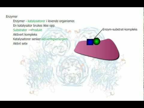 Video: Hvordan fungerer enzymer som katalysatorer?