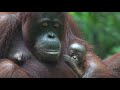 In this beautiful video, you can see Susi bonding with her new baby Sinar.