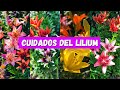 Cómo cuidar los LILIUM también conocidos como LILIES/ AZUCENAS/  LIRIOS/ LILIO