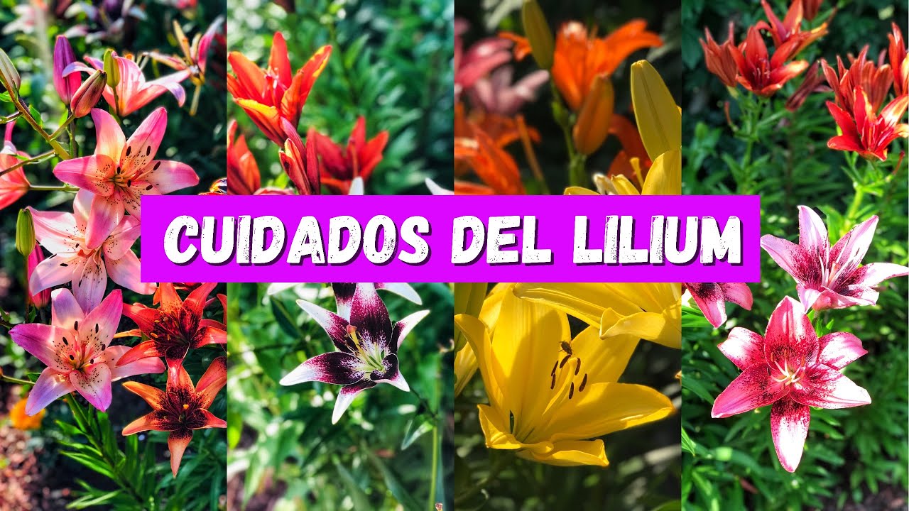 cuidar los LILIUM también conocidos como LILIES/ AZUCENAS/ LIRIOS/ LILIO - YouTube