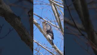 A cooper's hawk, or sharp shinned hawk?....#nature #birds #birdwatching #tonic.of.nature #lovenature