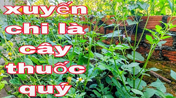 #vlog 5 ! Tác dụng tuyệt vời của Cây Xuyến chi và là  cây thuốc quý ít ai biết đến