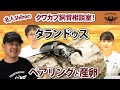 『クワガタのペアリングと産卵について』名人Shihoのクワカブ飼育相談室