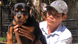 Chó rottweiler 4 tháng tuổi 18 ký dong đại bán tại thành phố Long Khánh  . 0982481471 . Nguyễn côi