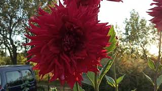 видео: Ответы на вопросы на примере георгина Крев Каур . картинка: Ответы на вопросы на примере георгина Крев Каур .