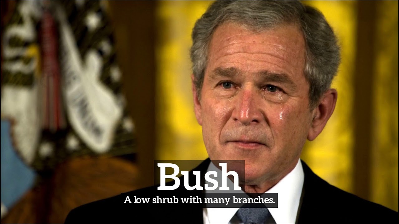 How Does Bush Look? | How to Say Bush in English? | What is Bush? - YouTube