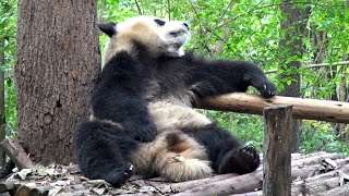 ► Chine - Des Pandas Qui Se Prélassent (Chengdu)